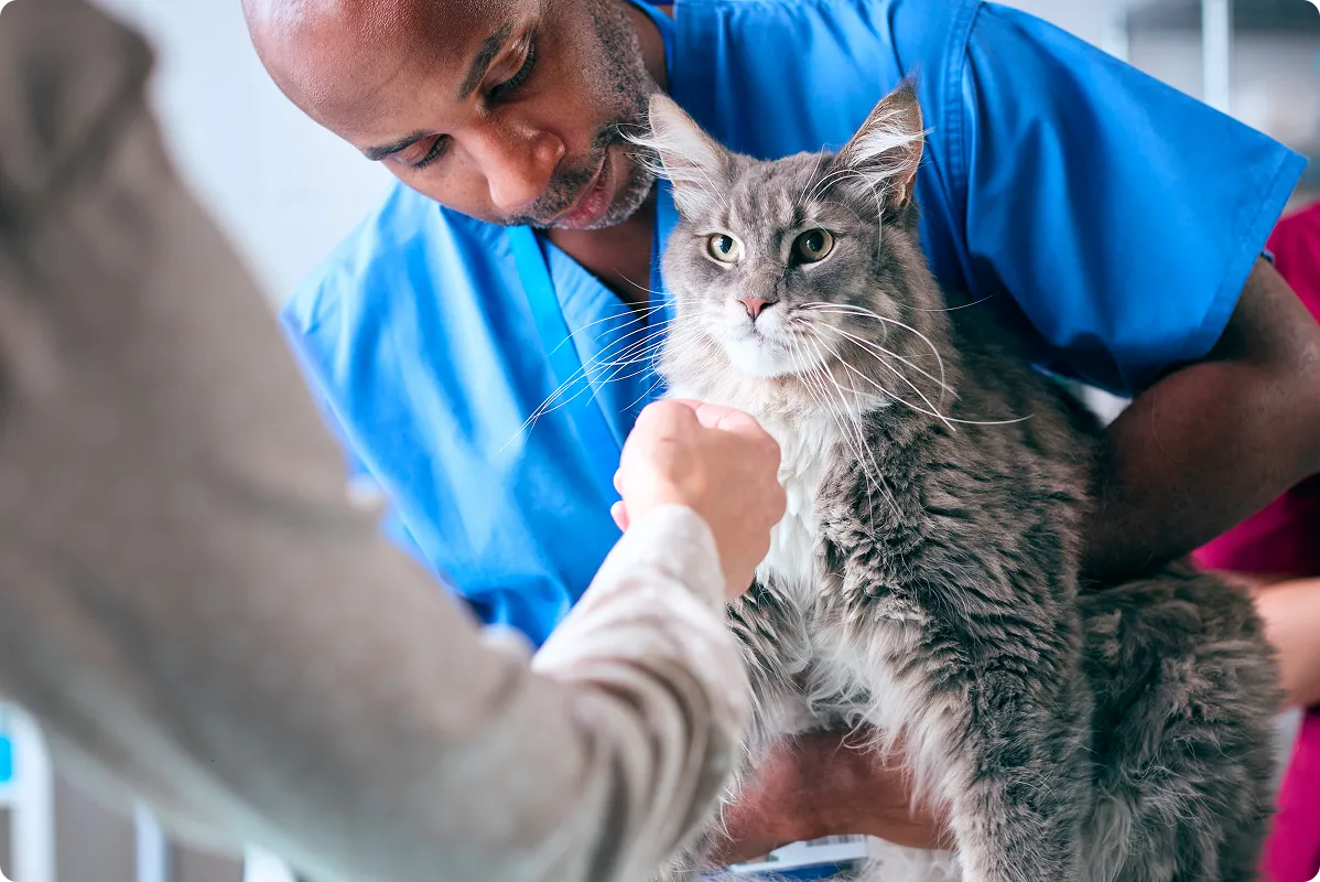 Veterinary professional with cat